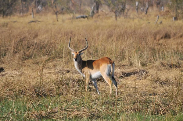 Impala Sürüsü Okavango Deltası Nda — Stok fotoğraf