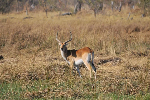 Stádo Impala Okavango Delta — Stock fotografie