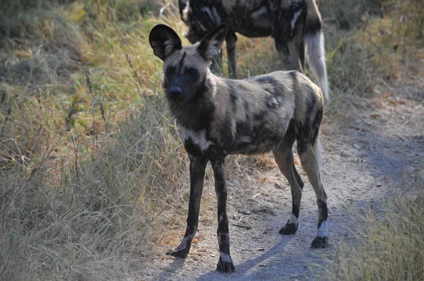 Africký Divoký Hyena Botswaně — Stock fotografie