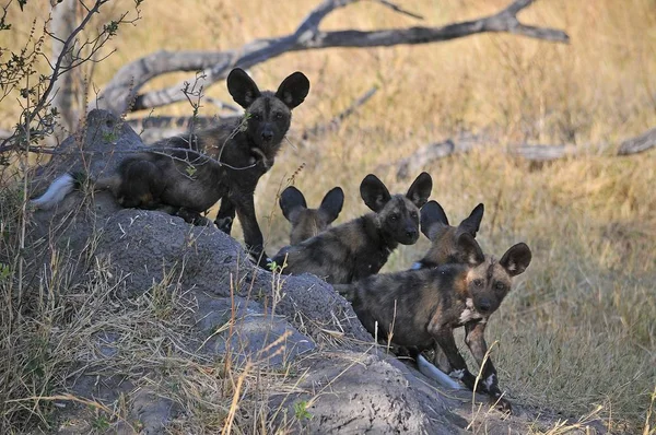 Hyena Selvagem Africana Botsuana — Fotografia de Stock