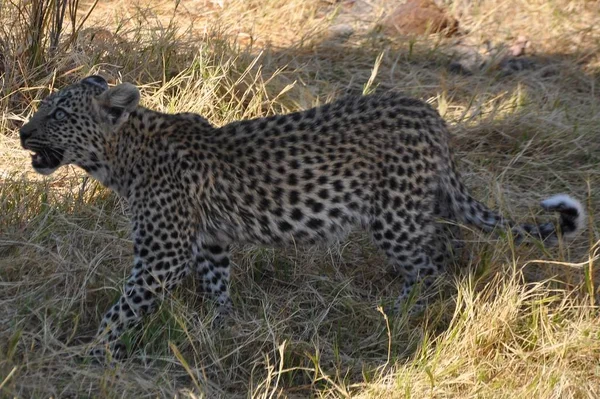 Leopardo Savuti Palude — Foto Stock