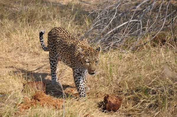 Leopard Savuti Sumpf — Stockfoto