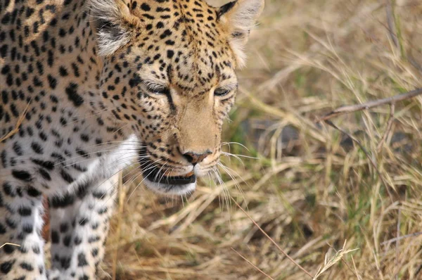 Leopard Savuti Marsh — Stock Photo, Image