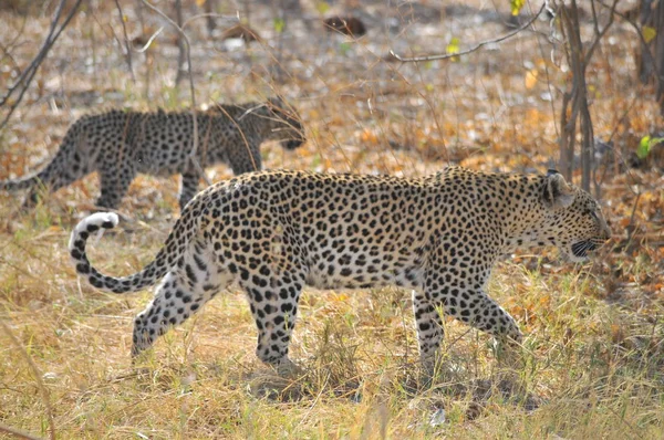 Savuti Marsh Ban Leopárd — Stock Fotó