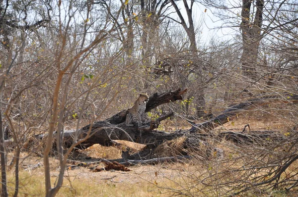 Savuti Marsh Ban Leopárd — Stock Fotó