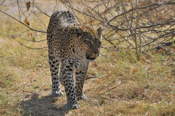 Leopard Savuti Sumpf — Stockfoto