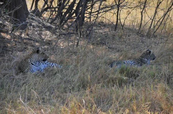 Leopard Savuti Sumpf — Stockfoto