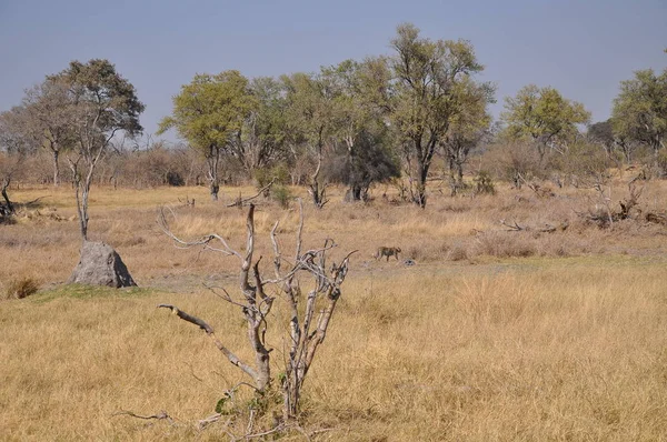 Okavango Delta Botswana Világos Tájkép — Stock Fotó