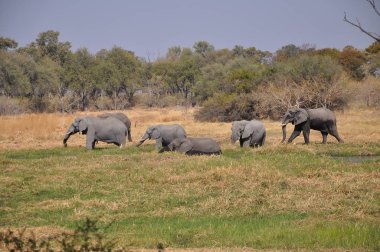 Okavango Deltası'nda yürüyüş fil
