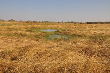 Manzara Chobe Ulusal Parkı, Botsvana