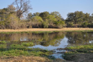 Parlak manzaralı Okavango Delta, Botsvana