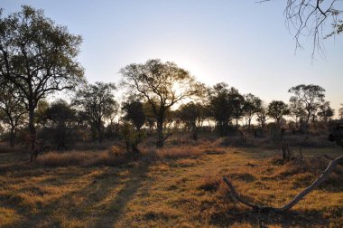 Parlak manzaralı Okavango Delta, Botsvana