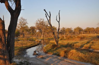 Parlak manzaralı Okavango Delta, Botsvana