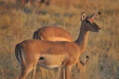Impala sürüsü Okavango Deltası'nda