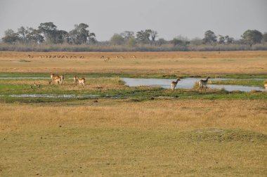 Manzara Chobe Ulusal Parkı, Botsvana