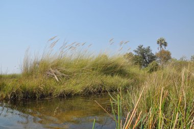 Mokoro tekne turu Okavango Deltası'nda