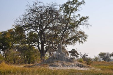 Parlak manzaralı Okavango Delta, Botsvana