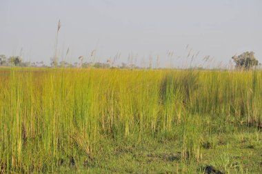 Parlak manzaralı Okavango Delta, Botsvana
