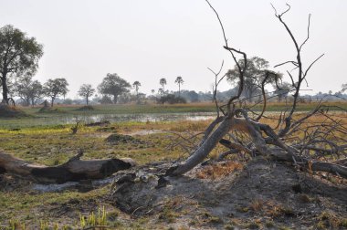 Parlak manzaralı Okavango Delta, Botsvana