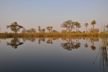 Mokoro tekne turu Okavango Deltası'nda