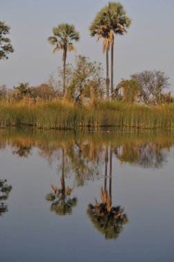 Mokoro tekne turu Okavango Deltası'nda