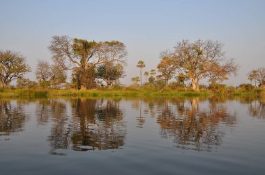 Mokoro tekne turu Okavango Deltası'nda