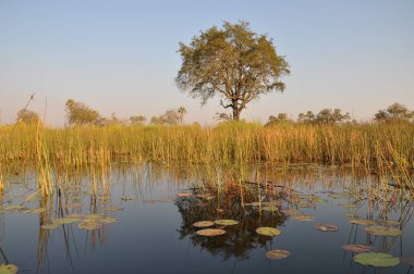 Parlak manzaralı Okavango Delta, Botsvana