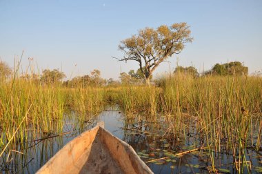 Mokoro tekne turu Okavango Deltası'nda