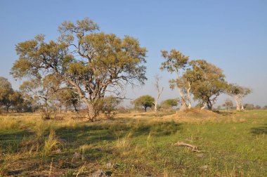 Parlak manzaralı Okavango Delta, Botsvana