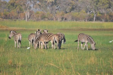 Zebralar Okavango Deltası'nda