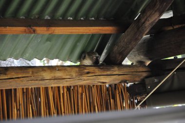 Okavango delta lodge