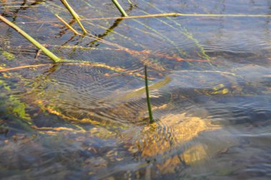 Parlak manzaralı Okavango Delta, Botsvana