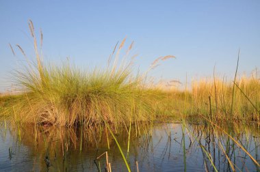 Parlak manzaralı Okavango Delta, Botsvana