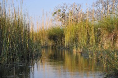 Parlak manzaralı Okavango Delta, Botsvana