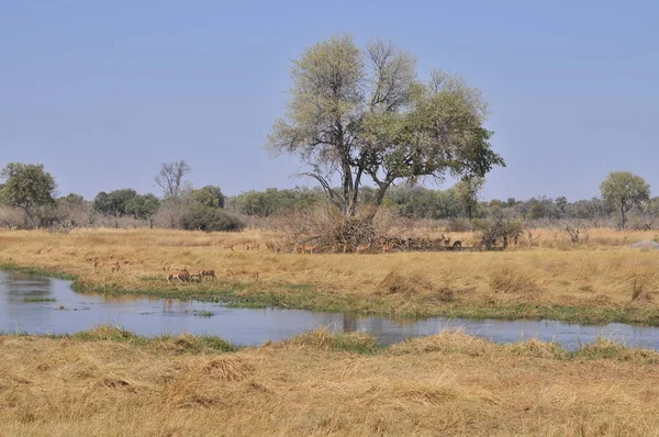Okavango Deltası peyzaj