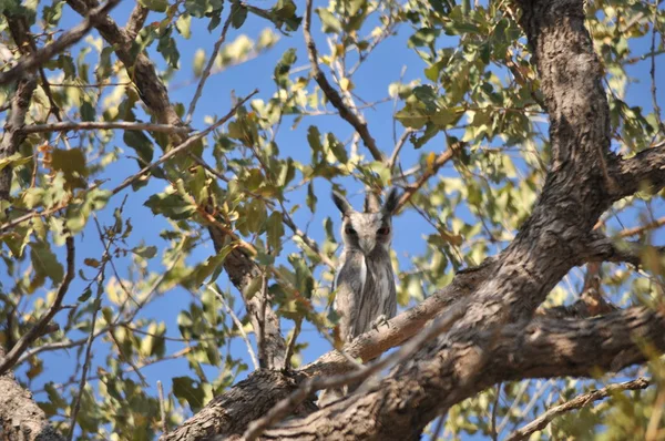 Chobe Riverfront Wildlife — Stock Fotó