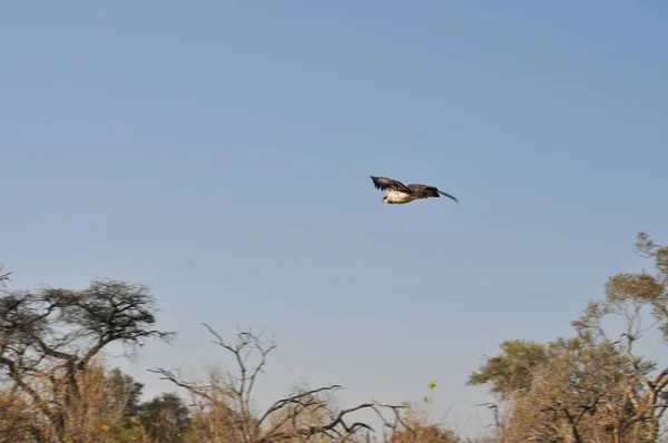 Lila Mellű Roller Okavango Delta — Stock Fotó