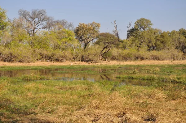 Chobe Nemzeti Park Botswanai Táj — Stock Fotó