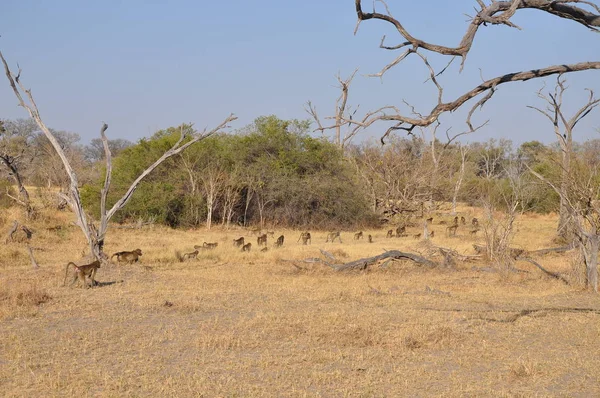 Paesaggio Del Parco Nazionale Del Chobe Botswana — Foto Stock