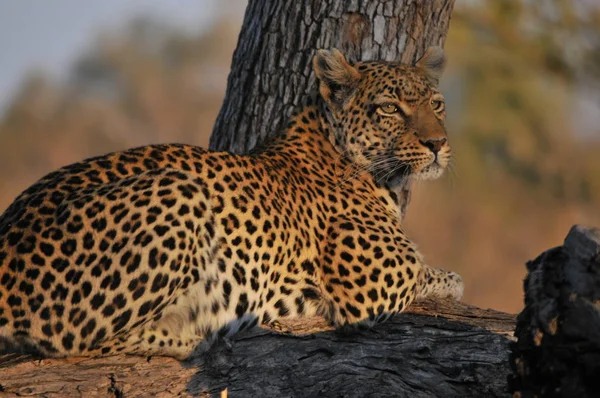 Leopard Savuti Sumpf — Stockfoto