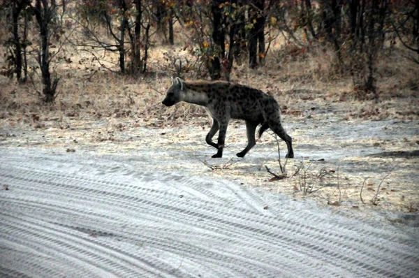 Hyena Selvagem Africana Delta Okavango — Fotografia de Stock