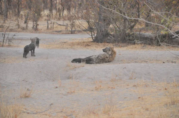 Hyena Selvagem Africana Delta Okavango — Fotografia de Stock