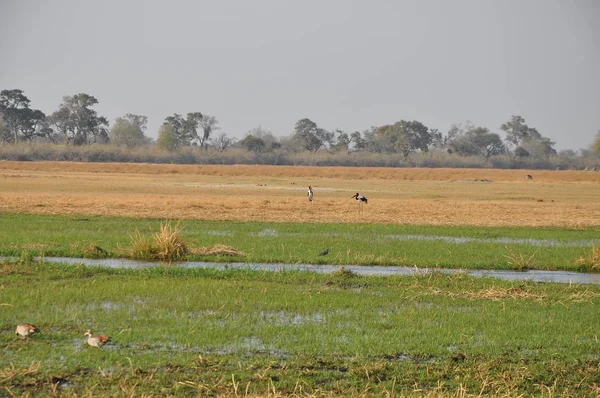 Vista Brilhante Paisagem Delta Okavango Botsuana — Fotografia de Stock