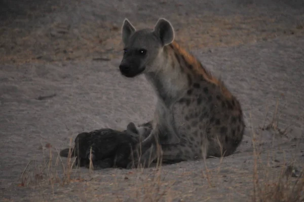 Afrykańskie Dzikie Hiena Delta Okawango — Zdjęcie stockowe