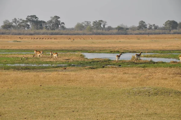 Landschap Van Chobe National Park Botswana — Stockfoto