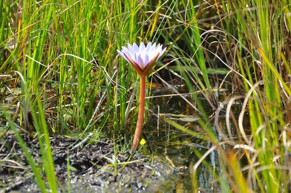 Water Lily Okavango Delta — Stock Photo, Image