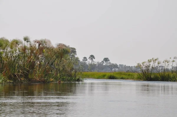 Viagem Barco Mokoro Delta Okavango — Fotografia de Stock