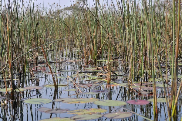 Helle Landschaftsaufnahme Des Okavango Deltas Botsuana — Stockfoto