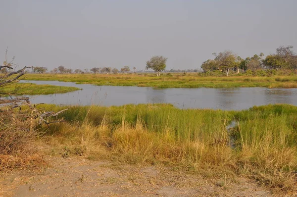 Okavango Delta Botswana Világos Tájkép — Stock Fotó