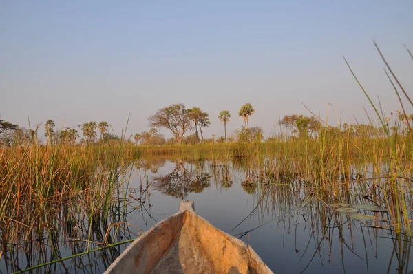 Mokoro tekne turu Okavango Deltası'nda
